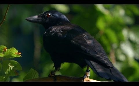 The Ultimate Problem Solver – The Crow